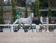 Cadoro Tosc Tour2013- S5 1623 : Arezzo, Cadoro, Cavalli d'Italia, Toscana Tour 2013, foto di Stefano Secchi ©